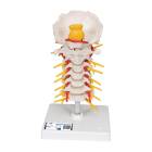 3B Scientific A72 Flexible Cervical Vertebral Column - 3B Smart Anatomy