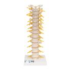 3B Scientific A73 Flexible Thoracic Vertebral Column - 3B Smart Anatomy