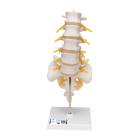 3B Scientific A74 Flexible Lumbar Vertebral Column - 3B Smart Anatomy