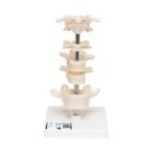 3B Scientific A75 6 Representative Vertebrae - 3B Smart Anatomy