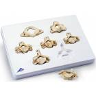 Set of 7 BONElike Cervical Vertebrae