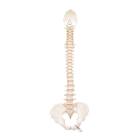 3B Scientific A794 BONElike Spinal Column (Complete Mounted)