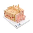 3B Scientific A79 MICROanatomy Bone Structure Model - Enlarged 80 Times, 3B Smart Anatomy
