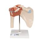 Deluxe Functional Shoulder Joint Model - 3B Smart Anatomy