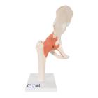 3B Scientific A81-1 Deluxe Functional Hip Joint Model - 3B Smart Anatomy