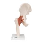 Functional Hip Joint Model