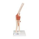 3B Scientific A83-1 Deluxe Functional Elbow Joint Model