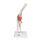 3B Scientific A83 Functional Elbow Joint Model