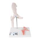 3B Scientific A84-1 Mini Hip Joint with Cross Section of Bone - 3B Smart Anatomy