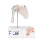 3B Scientific A86-1 Mini Shoulder Joint with Cross Section of Bone - On Base - 3B Smart Anatomy
