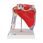 3B Scientific A880 Shoulder Joint with Rotator Cuff 5-Part - 3B Smart Anatomy