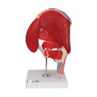 3B Scientific A881 Hip Joint with Removable Muscles 7-Part - 3B Smart Anatomy