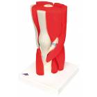 Knee Joint with Removable Muscles 12-Part