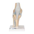 3B Scientific A89 Sectional Knee Joint Model 3-Part - 3B Smart Anatomy