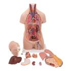 3B Scientific B09 Classic Unisex Torso with Head Model 12-Part - 3B Smart Anatomy
