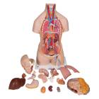 3B Scientific B19 Classic Unisex Torso with Opened Neck and Back Model 18-Part - 3B Smart Anatomy