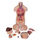 Mini Torso with Head Model 12-Part - Light Skin Tone, 3B Smart Anatomy