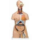 Deluxe Dual Sex Torso with Head Model 24-Part