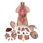 3B Scientific B32 Deluxe Dual Sex Torso with Head Model 20-Part - 3B Smart Anatomy