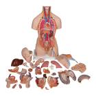 3B Scientific B35 Deluxe Dual Sex Torso with Head & Opened Back Model 28-Part - 3B Smart Anatomy