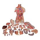 3B Scientific B40 Deluxe Dual Sex Muscle Torso with Head Model 31-Part - 3B Smart Anatomy
