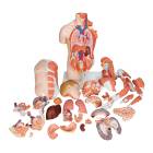 3B Scientific B42 Deluxe Dual Sex Torso with Muscular Arm Model 33-Part - 3B Smart Anatomy