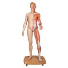 3B Scientific B53 Life-Size Dual Sex European Muscular Figure 39-Part - 3B Smart Anatomy