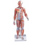 1/2 Life-Size Complete Female Muscular Figure 21-Part