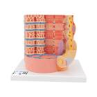 MICROanatomy Muscle Cross Section