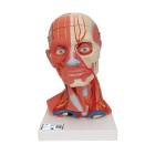 Head and Neck Musculature 5-Part