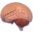 Brain Model 2-Part