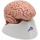 Classic Brain Model 5-Part