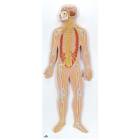 1/2 Life Size Nervous System