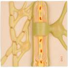 Myelin Sheaths of The CNS