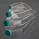 Nest Scientific Cell Culture Flask with Plug Seal Cap Series, Tissue Culture Treated, Sterile - Stacked