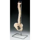 Budget Vertebral Column on Hanging Stand