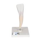 3B Scientific D10/1 Lower Incisor 2-Part - 3B Smart Anatomy