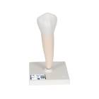 3B Scientific D10-3 Lower Single-Root Pre-Molar - 3B Smart Anatomy