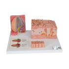 3B Scientific D17 MicroAnatomy Tongue Model - 3B Smart Anatomy