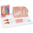 MicroAnatomy Tongue Model