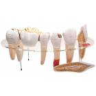 Dental Morphology Series