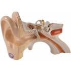 Functional Human Ear Model