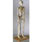 Mini Skeleton 28 Inches