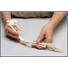 Premier Mini-Arm Skeleton with Shoulder Girdle & Hand