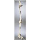 Premier Leg Skeleton with Hip, Ankle and Foot