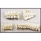 Complete Vertebrae Column with Sacrum & Coccyx - Loosely Strung