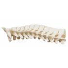 Premier Thoracic Vertebrae Set (T1 To T12)