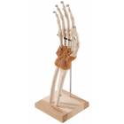 Ultraflex Ligamented Hand & Wrist - Functional Replica