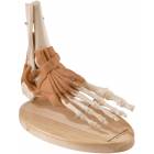 Ultraflex Ligamented Foot & Ankle - Functional Replica