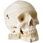 Standard Premier 4-Part Skull
